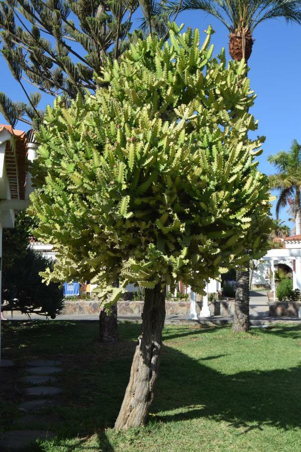 Parque Golf Fresh Daire Maspalomas  Dış mekan fotoğraf